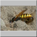 Philanthus triangulum - Bienenwolf w38i beim Nesteintrag einer Honigbiene - Sandgrube OS-Wallenhorst.jpg